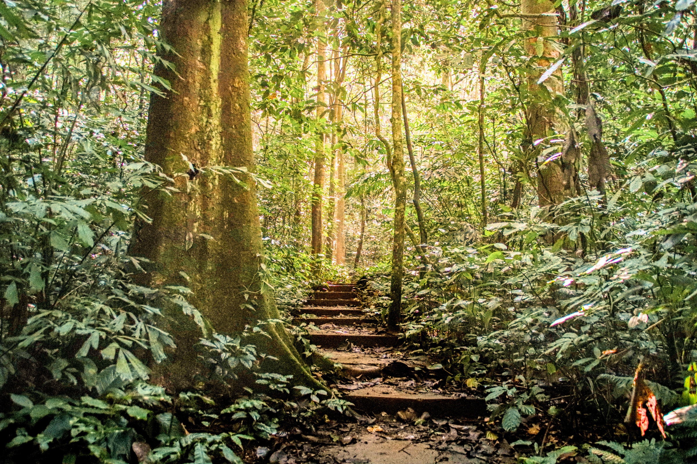 cuc phuong national park (3).webp